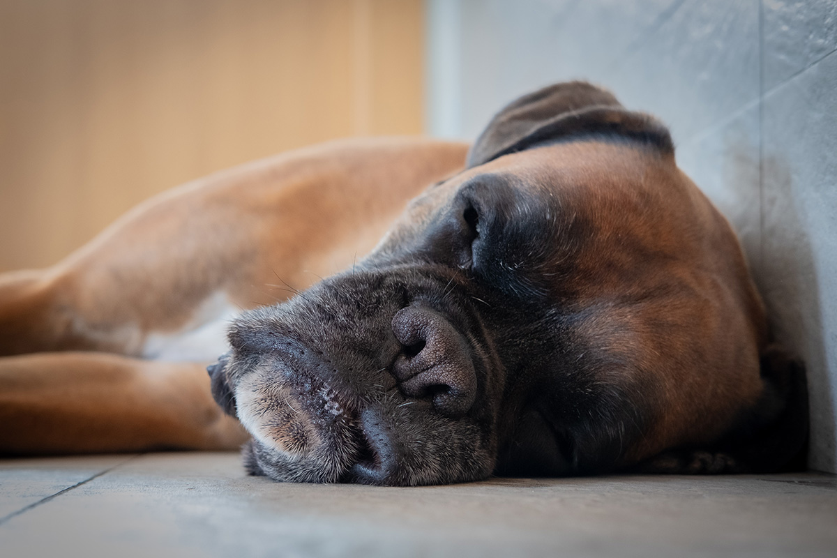 dog sleeping on side
